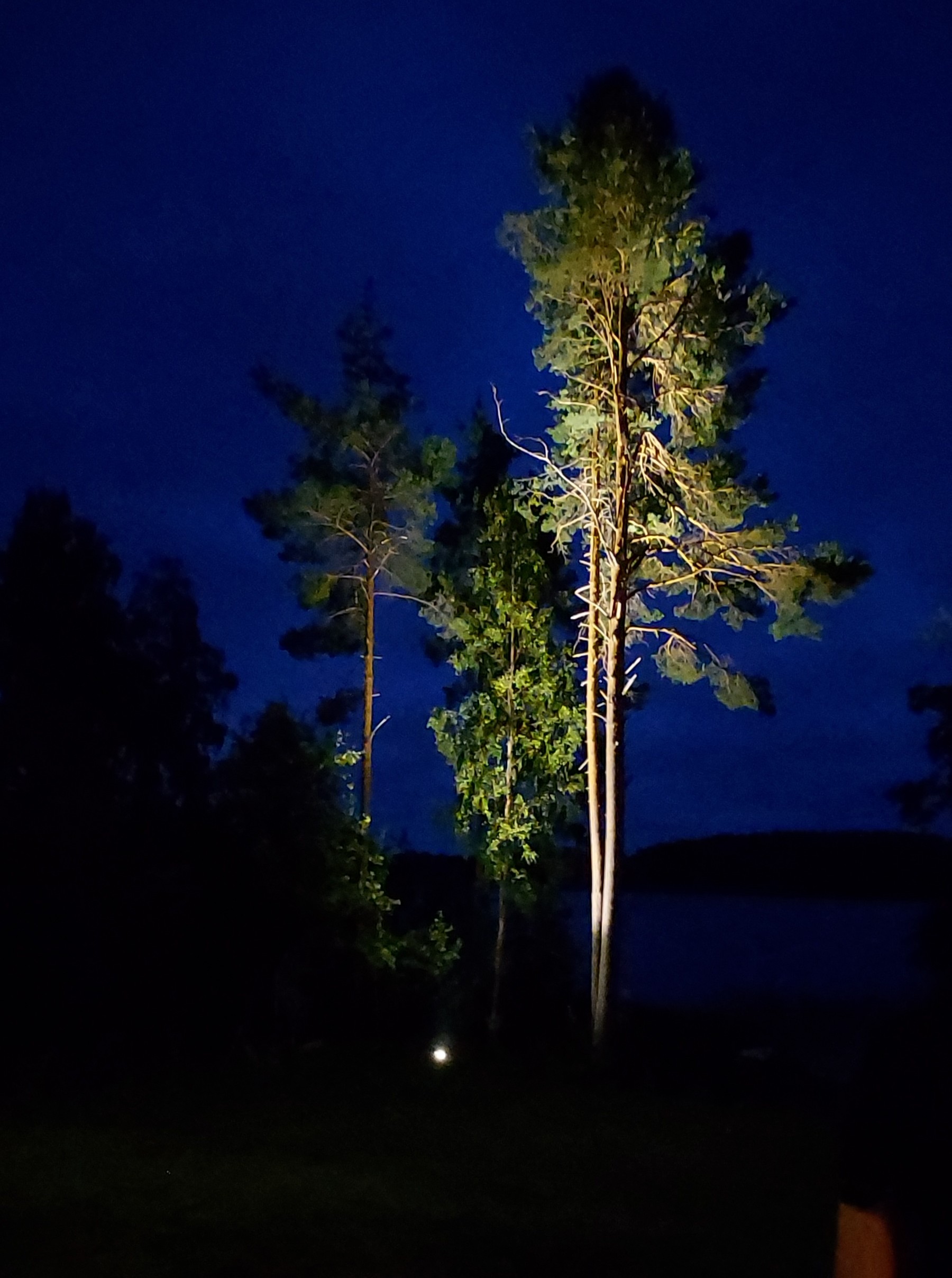 Puutarhassa yksittäinen valaistu puu toimii katseenvangitsijana myös talvella, kun muu kasvillisuus on lepotilassa